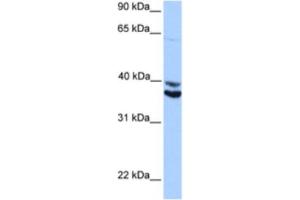 Western Blotting (WB) image for anti-MyoD Family Inhibitor Domain Containing (MDFIC) antibody (ABIN2463382) (MDFIC anticorps)