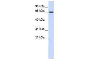 AMH antibody used at 1 ug/ml to detect target protein. (AMH anticorps  (Middle Region))