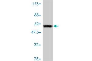 Western Blot detection against Immunogen (54.
