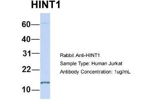 Host: Rabbit  Target Name: HINT1  Sample Tissue: Human Jurkat  Antibody Dilution: 1. (HINT1 anticorps  (N-Term))