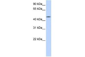 C20ORF160 antibody used at 1 ug/ml to detect target protein. (C20orf160 anticorps  (N-Term))