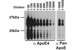 Western blot of ApoE4, mAb (4E4) . (APOE anticorps  (Arg110))