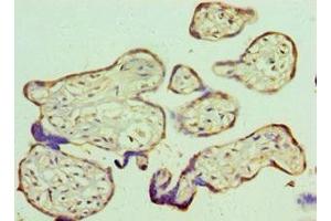 Immunohistochemistry of paraffin-embedded human placenta tissue using ABIN7167786 at dilution of 1:100
