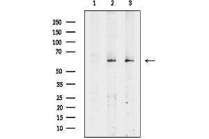 Western blot analysis of lysates from various samples, using Phospho-ICAM-1 (Tyr512) Antibody.