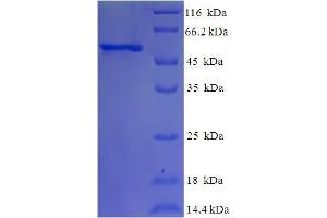 SDS-PAGE (SDS) image for Eukaryotic Translation Initiation Factor 3, Subunit G (EIF3G) (AA 2-320) protein (His-SUMO Tag) (ABIN5709453)