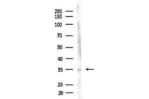Western blot analysis of lysates from Mouse brain, using CAPZ Antibody at 1/1000 dilution.