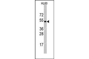 Image no. 1 for anti-Tripartite Motif Containing 69 (TRIM69) (Middle Region) antibody (ABIN357769) (TRIM69 anticorps  (Middle Region))