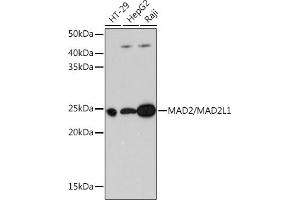 Western blot analysis of extracts of various cell lines, using M/M/ML1 Rabbit mAb (ABIN7268354) at 1:1000 dilution. (MAD2L1 anticorps)