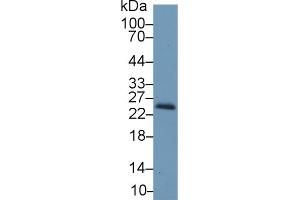 Western Blot; Sample: Mouse Kidney lysate; Primary Ab: 1µg/ml Rabbit Anti-Mouse RBP4 Antibody Second Ab: 0. (RBP4 anticorps  (AA 63-245))