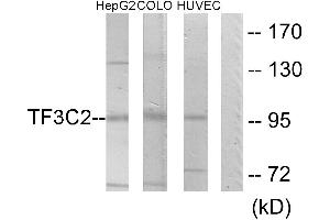 Western blot analysis of extracts from HepG2 cells, COLO205 cells and HUVEC cells, using TF3C2 antibody. (GTF3C2 anticorps)