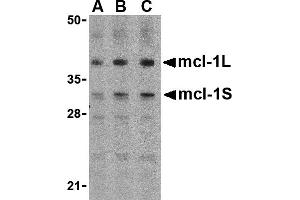 Western Blotting (WB) image for anti-Induced Myeloid Leukemia Cell Differentiation Protein Mcl-1 (MCL1) (Middle Region) antibody (ABIN1030997) (MCL-1 anticorps  (Middle Region))