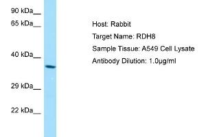 Western Blotting (WB) image for anti-Retinol Dehydrogenase 8 (RDH8) (Middle Region) antibody (ABIN2790129) (RDH8 anticorps  (Middle Region))