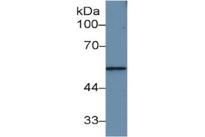 Rabbit Capture antibody from the kit in WB with Positive Control: Rat small intestine lysate. (MMP12 Kit ELISA)
