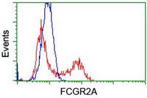 Image no. 7 for anti-Fc gamma RII (CD32) antibody (ABIN1497256) (Fc gamma RII (CD32) anticorps)