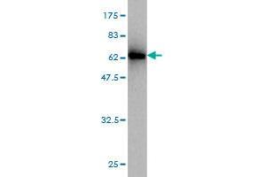 Western Blot detection against Immunogen (63. (Emilin1 anticorps  (AA 1-347))