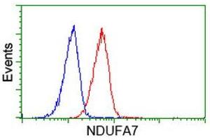 Image no. 2 for anti-NADH Dehydrogenase (Ubiquinone) 1 alpha Subcomplex, 7, 14.5kDa (NDUFA7) antibody (ABIN1499658) (NDUFA7 anticorps)