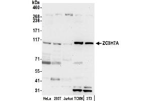 Western Blotting (WB) image for anti-Zinc Finger CCCH-Type Containing 7A (ZC3H7A) (AA 921-971) antibody (ABIN7452995)