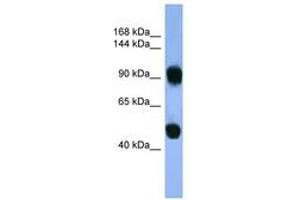 Image no. 1 for anti-Adaptor-Related Protein Complex 1, beta 1 Subunit (AP1B1) (AA 490-539) antibody (ABIN6746731)
