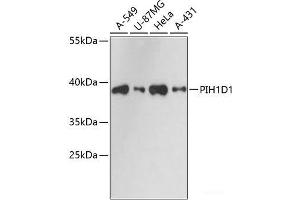 Western blot analysis of extracts of various cell lines using PIH1D1 Polyclonal Antibody at dilution of 1:3000. (PIH1D1 anticorps)