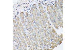 Immunohistochemistry of paraffin-embedded mouse stomach using BGLAP antibody (ABIN5975009) at dilution of 1/100 (40x lens). (Osteocalcin anticorps)