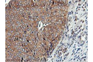 anti-Ubiquitin Specific Peptidase 10 (USP10) antibody