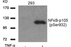Western blot analysis of extracts from 293 cells untreated or treated with TNF-a using NFkB-p105(Phospho-Ser932) Antibody.