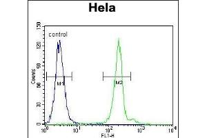 G7L Antibody 11191a flow cytometric analysis of Hela cells (right histogram) compared to a negative control cell (left histogram). (ATG7 anticorps  (AA 540-569))