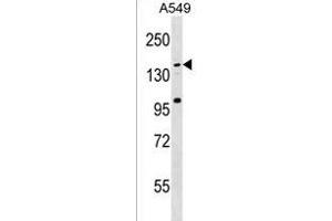 CCDC144C Antibody (C-term) (ABIN1536643 and ABIN2850209) western blot analysis in A549 cell line lysates (35 μg/lane). (CCDC144C anticorps  (C-Term))