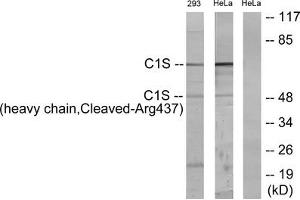 Western blot analysis of extracts from 293 cells treated with etoposide (25uM, 1hour) and HeLa cells treated with etoposide (25uM, 24hours), using C1S (heavy chain, Cleaved-Arg437) antibody. (C1S anticorps  (Cleaved-Arg437))