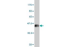 Western Blot detection against Immunogen (36.