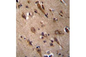 Formalin fixed, paraffin embedded human brain tissue stained with RIC3 Antibody (C-term) followed by peroxidase conjugation of the secondary antibody and DAB staining. (RIC3 anticorps  (C-Term))