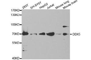 Western Blotting (WB) image for anti-DEAD (Asp-Glu-Ala-Asp) Box Polypeptide 5 (DDX5) antibody (ABIN1876484) (DDX5 anticorps)