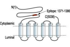 anti-Ryanodine Receptor 1 (Skeletal) (RYR1) (AA 1371-1386), (Intracellular), (N-Term) antibody