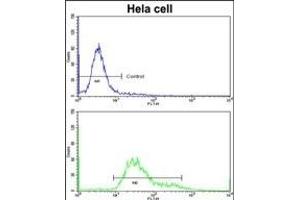 Flow cytometric analysis of hela cells using PDIA6 Antibody (Center )(bottom histogram) compared to a negative control cell (top histogram)FITC-conjugated goat-anti-rabbit secondary antibodies were used for the analysis. (PDIA6 anticorps  (AA 236-264))