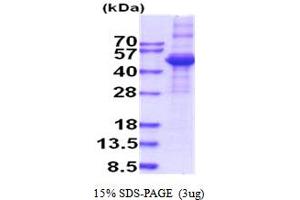 Transforming Growth Factor, beta 3 (TGFB3) (AA 24-412) protein (His tag)
