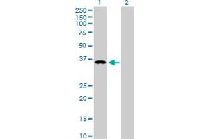 Western Blot analysis of B4GALT4 expression in transfected 293T cell line by B4GALT4 MaxPab polyclonal antibody. (B4GALT4 anticorps  (AA 1-344))