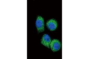 Immunofluorescence (IF) image for anti-Chemokine (C-C Motif) Ligand 2 (CCL2) antibody (ABIN3002757) (CCL2 anticorps)