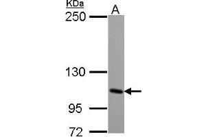 Image no. 1 for anti-Glutamate Receptor, Ionotropic, Kainate 4 (GRIK4) (AA 225-447) antibody (ABIN1498523) (GRIK4 anticorps  (AA 225-447))