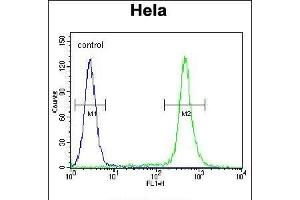 anti-Chromosome 18 Open Reading Frame 8 (C18orf8) (AA 34-66), (N-Term) antibody
