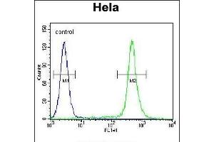 MIC1 Antibody (N-term) (ABIN655711 and ABIN2845162) flow cytometric analysis of Hela cells (right histogram) compared to a negative control cell (left histogram). (C18orf8 anticorps  (N-Term))