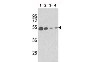 Western blot analysis of b-Tubulin antibody and (1) mouse brain tissue, (2) Y79, (3) CEM and (4) 293 lysate. (TUBB1 anticorps)