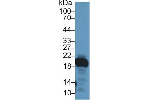 Detection of GKN2 in Mouse Stomach lysate using Polyclonal Antibody to Gastrokine 2 (GKN2) (Gastrokine 2 anticorps  (AA 21-184))