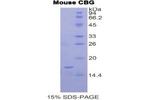 SDS-PAGE analysis of Mouse Corticosteroid Binding Globulin (CBG) Protein. (SERPINA6 Protéine)