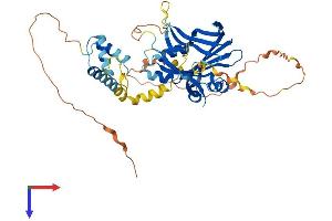 AlphaFold protein structure predicition of Human Recombinant TEAD2 Protein, UniprotID Q15562