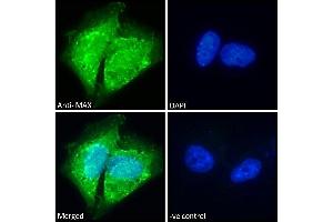 ABIN184586 Immunofluorescence analysis of paraformaldehyde fixed U251 cells, permeabilized with 0.