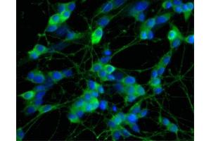 Image no. 2 for anti-Glutamate Receptor Interacting Protein 1 (GRIP1) (AA 877-1067) antibody (ABIN968471)