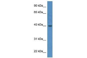 ELMOD3 antibody (70R-10070) used at 0. (ELMOD3 anticorps  (C-Term))