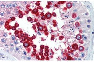 Immunohistochemistry with Human Testis lysate tissue at an Antibody concentration of 5. (JAZF1 anticorps  (C-Term))