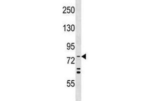 ATG7 antibody western blot analysis in HeLa lysate (ATG7 anticorps  (AA 494-523))