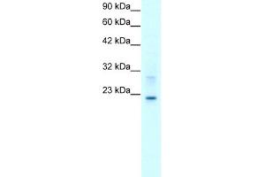 WB Suggested Anti-CLDN9 Antibody Titration:  2. (Claudin 9 anticorps  (C-Term))